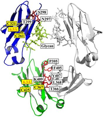 Engineering of Fc Fragments with Optimized Physicochemical Properties Implying Improvement of Clinical Potentials for Fc-Based Therapeutics